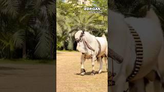 Borqan Kota Goat at Ya Ali Goat Farm Pune