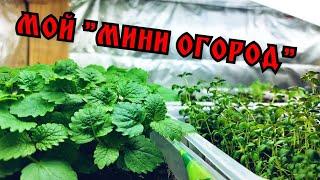 Огород в квартире. Мой огород дома зимой.