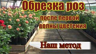 Обрезка роз после первой волны цветения в горшках.Июнь 2019.