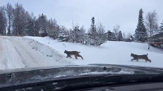 Lynx Family Crosses the Road || ViralHog