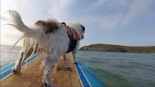 WIGGLE THE DOG GOES SURFING *hot surf 69 9' foamie*