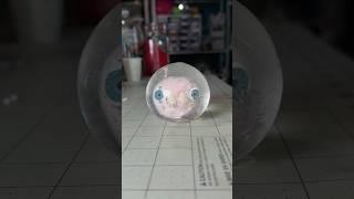 Blob inside a clear stress ball