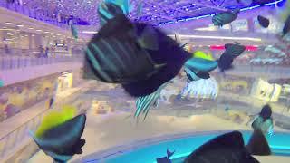 World's Largest Cylinder Aquarium at Aviapark Mall, Moscow, Russia by ICM Corporation