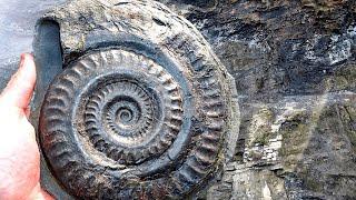 HUGE AMMONITE FOSSIL! My Biggest Find Yet?