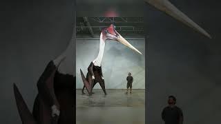 #pterodactyl