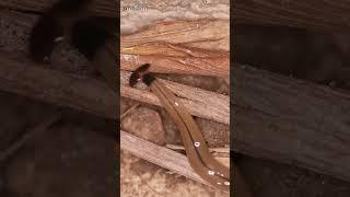 Hammerhead worm eats snails and worms