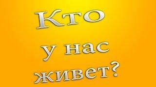 Кто у нас живет?