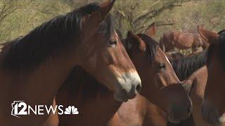Arizona officials want fewer wild horses at the Salt River