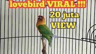 Suara burung Lovebird ini ampuh bikin labet apapun ikut bunyi,pancingan lovebird ngekek panjang