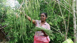 moringa / I make some delicious dishes using drumsticks for breakfast.  .village kitchen recipe