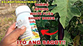 WHITE FLIES,APHIDS,SHOOT BORER,THRIPS KAYANG KAYA PALA NITO??