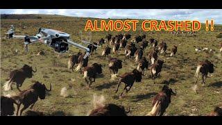 We flew our drone through a herd of Wildebeest !!