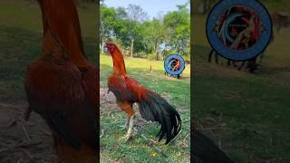 Orange #shortvideo #best breed #viralshorts #trendingvideo