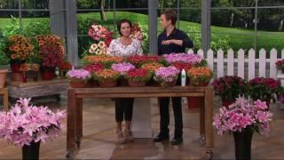 Roberta's 9-piece Hardy Succulent Ice Plant Collection on QVC