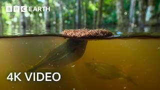 Fire Ants Build a Living Raft | A Perfect Planet | BBC Earth