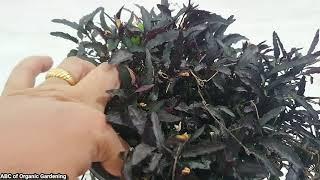 670. Exotic Dragon's Tongue Plant Care And Growth Tips. हेमिग्राफिस के लिए सम्पूर्ण जानकारी। (Hindi)