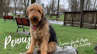 Airedale Terrier “Penny” l Amazing Obedience Transformation l Off Leash K9 Training