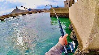 BRIDGE BROUHAHA - Sheepshead and Black Drum Fishing