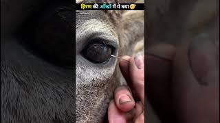 हिरण की आंखों में ये क्या  #shorts #deer #hiran @YoutubeAjeet #help #rescue