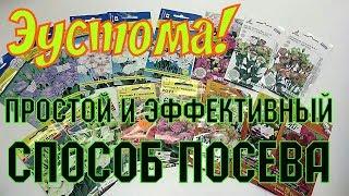 Эустома /// ПОСЕВ /// Самый ПРОСТОЙ и ЭФФЕКТИВНЫЙ способ