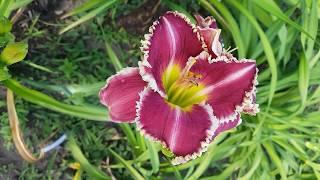 Лилейник Substance of Fire_ Daylily (Hemerocallis 'Substance of Fire')