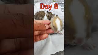 Daily rabbit care | Baby Rabbits Growing Up Day By Day #animals #rabbits