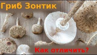 Гриб Зонтик Съедобный. Видео Как Отличить (Macrolepiota procera)