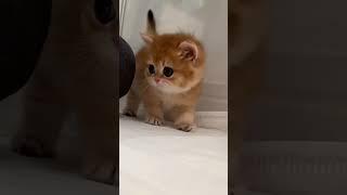 Funny kittensFunniest cats and dogs compilation shot  #funny #animals #viral #cutecat #shortvideo