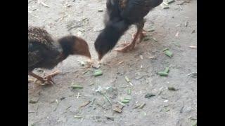 Natural reaction of Black Hen||MUST WATCH |#LifePurpose