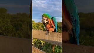 Macaw (Arara)