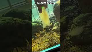 Genius Hack to Keep Your Tank Crystal Clear