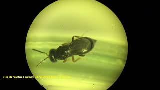 Grooming of Small Parasitoid  Lariophagus distinguendus (Chalcidoidea, Pteromalidae).