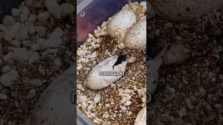 ВЫЛУПЛЕНИЕ ДРАКОНА! #terrarium #эублефар#дракон #аnimals #tarantula #животные #животные #reptiles