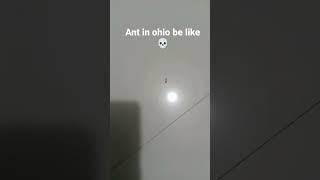 Ohio ant