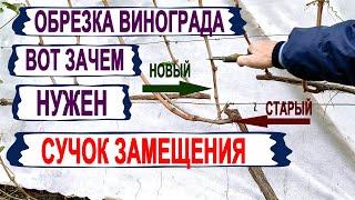  Почему от ЭТОЙ ОБРЕЗКИ ВИНОГРАДА ШАРАХАЮТСЯ  виноградари?  Как работает сучок замещения?