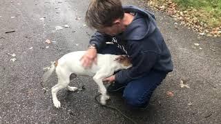 He buried his face in our arms - Stray Rescue of St.Louis