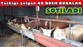 Buqa boqish Sirlari va Oq bosh buqalar SOTILADI