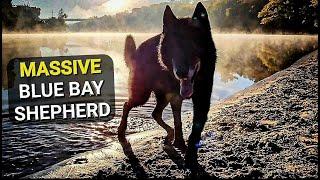 Beautiful Footage of MASSIVE Blue Bay Shepherd!!