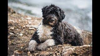 Portuguese Water Dog Training (Agility)