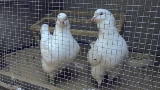 Выставка голубей в Гомеле. 2017. Exhibition of pigeons in  Gomel.