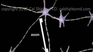 Traumatic Brain Injury - Diffuse Axonal Injury (DAI)  - Animation by Dr. Cal Shipley, M.D.