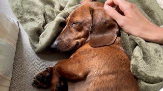 Mini dachshund gets all the scratches on a slow, snuggly morning