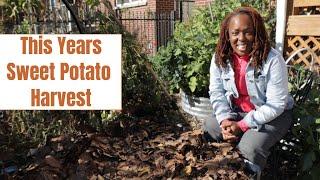 This years sweet potato harvest!