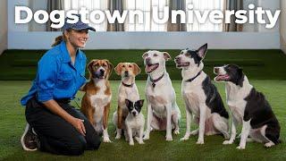 Dogstown University: The Ivy League of Dog Daycares