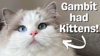 Ragdoll Cat Gives Birth to Ragdoll Kittens | So Cute