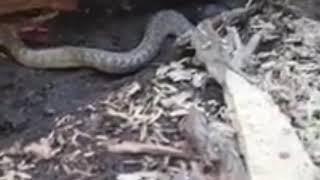 Scary Snake fight back