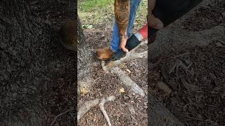 Removing Strangling Root #treeservice