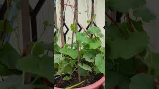 Terrace Garden - Snake Gourd small plants