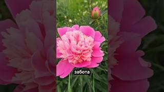 Пионы уже цветут  Не пропустите! Выйдите в парк и вдохните красоту #ЗОЖ #натуропатия #пионы