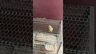 #love #bird #krishnavlog #viralvideo #shorts